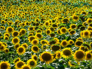 beautiful sunflower fields in the summer_10