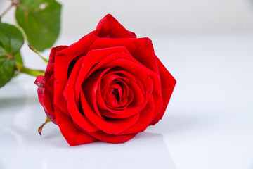 rose isolated on a white background