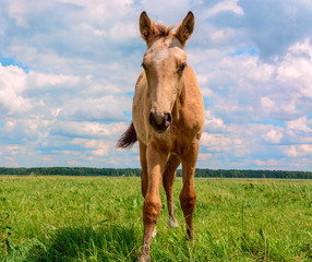 Horse grazing in pasture on a summer day.