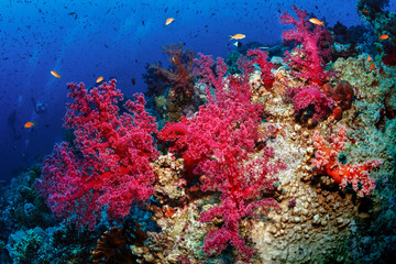 Fototapeta na wymiar Beautiful soft corals on reefs the Red Sea.