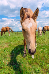 Fototapeta premium Horse grazing in pasture on a summer day.