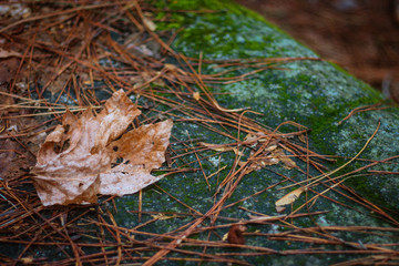 Fallen Leaf on Stone