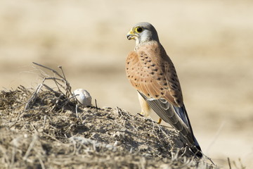 Kesterl perching near a shrub looking for possible prey at the dry desert of Qatar 