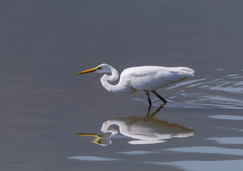 Great egret on the river