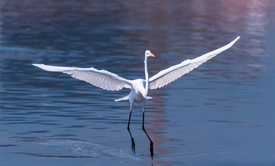 Great egret on the river