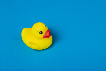 Yellow rubber duck on blue background.
