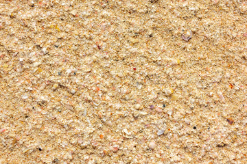 Seashore, the surface of the sand and remnants of shells