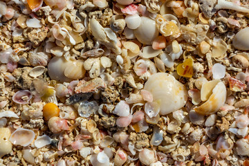 Fototapeta premium surface of the sea coast of a variety of shells, texture background