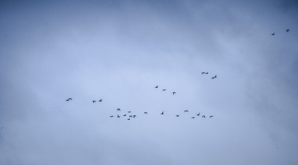 Flying group of birds