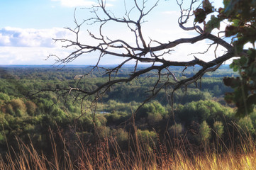 A branch of dry wood on a hillside. Summer view of the green valley