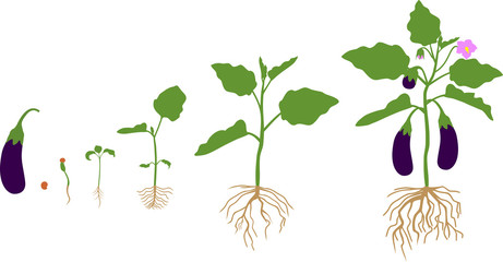 Life cycle of eggplant with root system. Growth stages from seeding to flowering and fruit-bearing aubergine plant