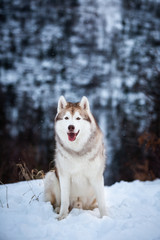 Portrait of gorgeous Siberian Husky dog sitting is on the snow in winter forest at sunset on blue mountain background.