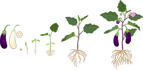 Life cycle of eggplant with root system. Growth stages from seeding to flowering and fruit-bearing aubergine plant