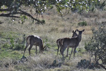 small herd of red deer doe close up