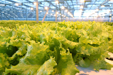 Growing vegetables in a greenhouse. Plantations of green salad.