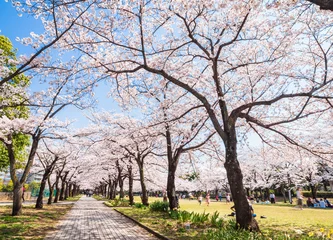 Foto op Plexiglas 満開の桜並木 © oben901