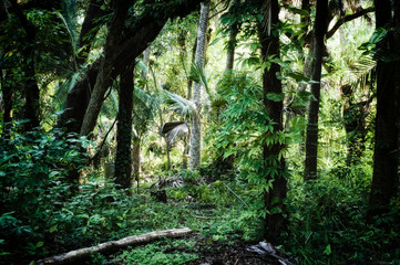 Obraz premium Early morning view of inside of a subtropical forest wilderness area in Estero Florida showing old bent crooked trees, palms and vines, stylized and desaturated. 