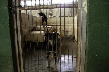 Dog in kennel