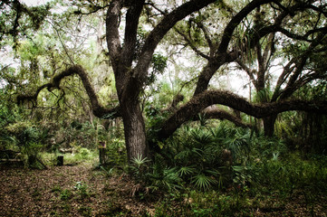 Large sprawling oak tree in sub tropical wilderness setting, stylized and desaturated. 