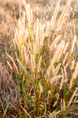 The beauty of natural scenery