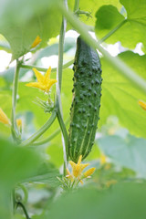 Fresh green cucumbers in the industrial greenhouse.Natural and organic ingredients for a healthy diet.