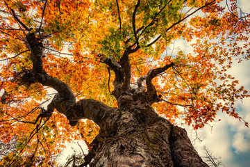 Autumn colorful tree