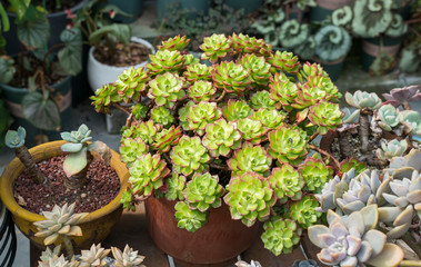  Miniature succulent plants in garden