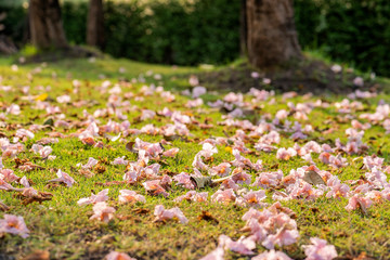 Pink trumpet tree Dropping to the grass floor