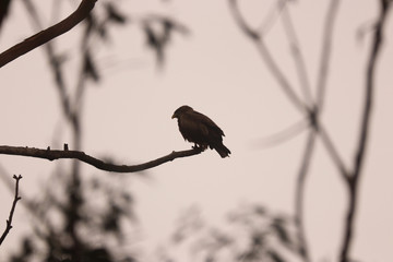 Birds of South Africa - Yellow-Billed Kite