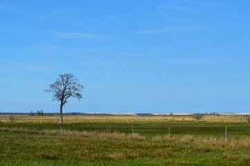 Fototapeta na wymiar Tree in the field - panorama in Poland