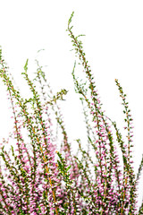 Fototapeta premium Common Heather. Purple heather flowers on bright background.