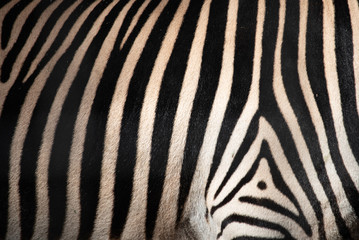 Fototapeta na wymiar taxurure of Zebra pattern