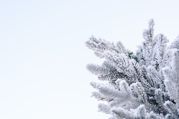 Snowy fir tree top with pale blue sky background with space for text.