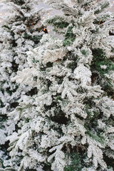 Snowy spruce branches with fake snow to decorate house in winter.