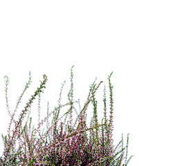 Fototapeta na wymiar Common Heather. Purple heather flowers on bright background.