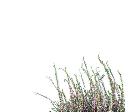 Common Heather. Purple heather flowers isolated on white background.
