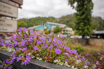 Flowers in the spring