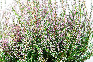 Common Heather. Purple heather flowers on bright background.