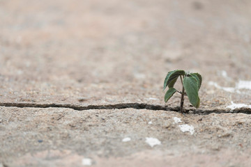 Plant tree inserts itself up from the cracks of the concrete floor with copy space