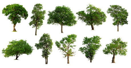 Tree collection isolated on white background.
