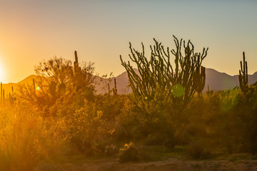 Desert landscape show a long and wide shot of a wilderness area near the McDowell Mountains in...