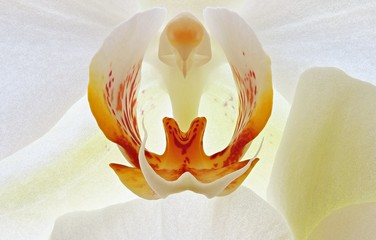 Orchidee 01