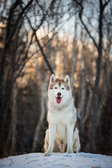 Obraz premium Gorgeous and free Siberian husky dog sitting on the hill on the snow in the winter forest at sunset