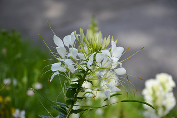 Blume - weiß - Staude