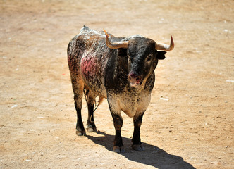 toro
