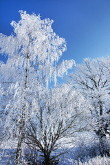 Winter, Winterlandschaft, Bäume, Raureif, Textraum, Hochformat, copy space