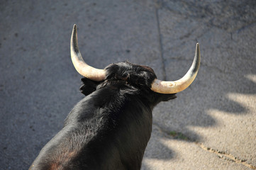 bull in spain