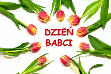 Dzień Babci 21 styczeń tło z tulipany i napisem  © fotodays