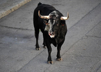 toro