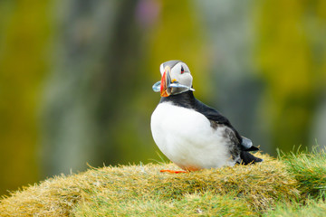 Puffin holding fish in his mouth